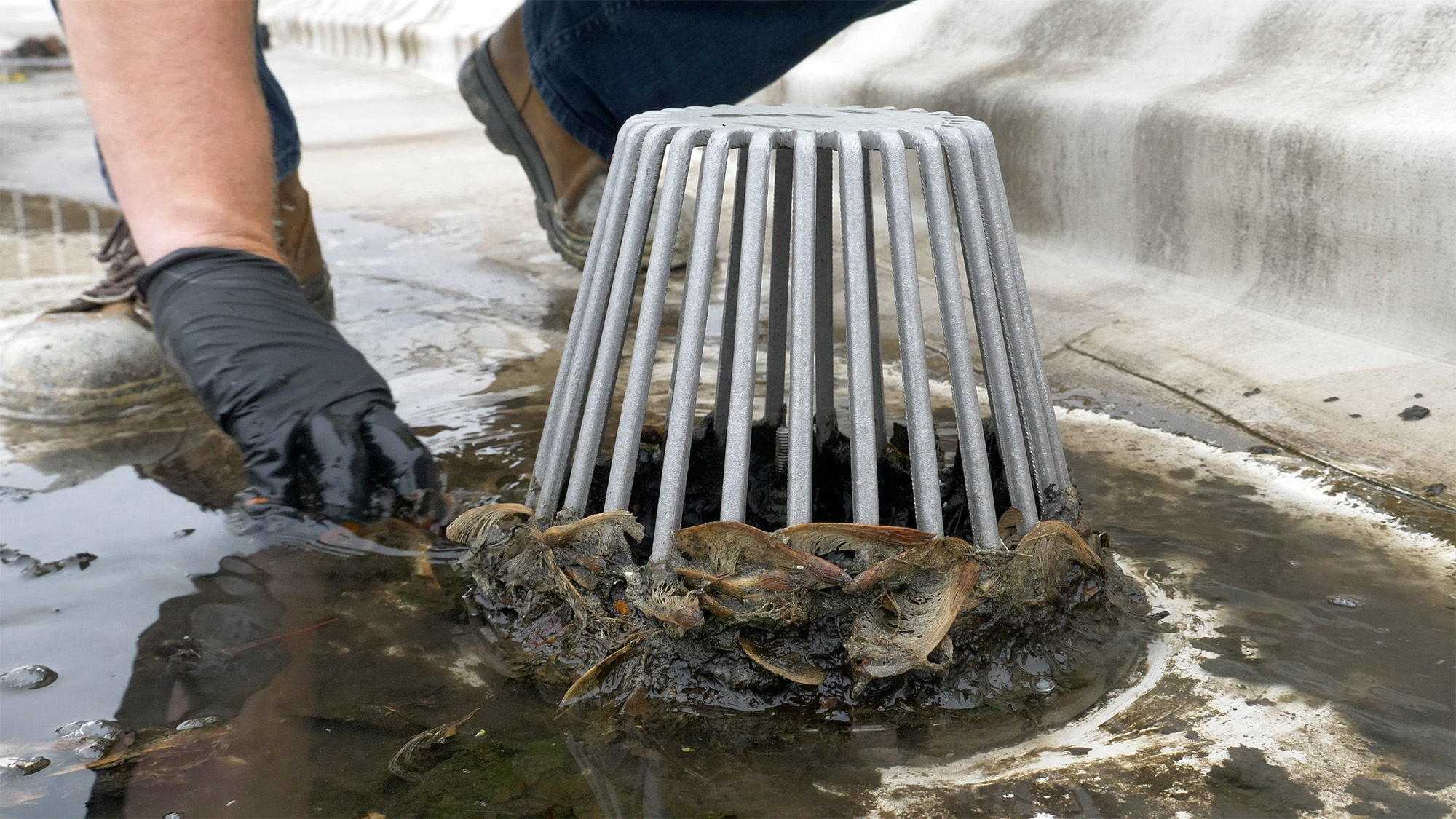 Roof drain clogged with leaves