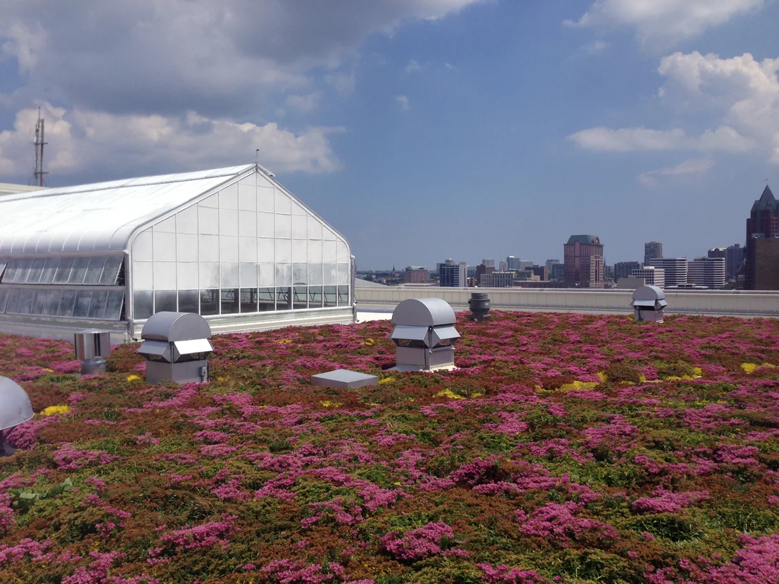 View of vegetated rooftop